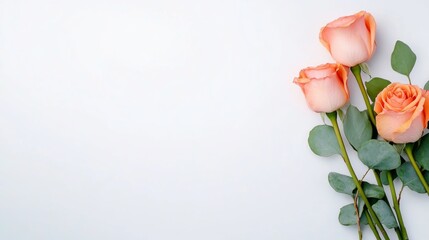 Peach Roses on White Background   Floral Arrangement  Love  Romance  Wedding  Anniversary