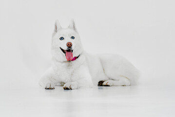 Naklejka premium Happy White Husky with Pink Tongue Out