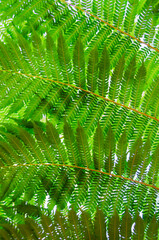 Closeup of tropical green leaf texture growing in rainforest in Australia for background