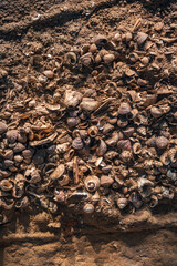 A Detailed View of Diverse Seashells on Shoreline