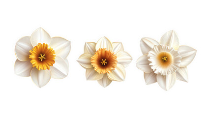 Obraz premium Set of daffodil illustrations showcasing unique floral designs and vibrant colors, isolated on transparent PNG background