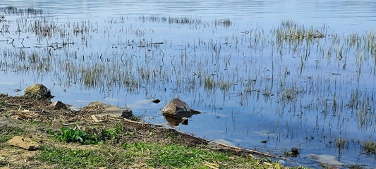 Serene Riverbank Scene with Lush Vegetation and Calm Waters