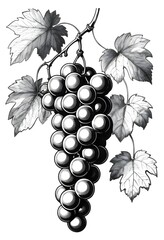 Black and White Grapevine Illustration with Leaves. Generative AI