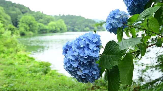初夏の余呉湖畔に咲くあじさいの花 （滋賀県長浜市, 2024年6月）