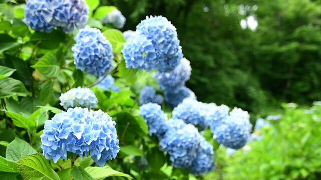 初夏の余呉湖畔に咲くあじさいの花 （滋賀県長浜市, 2024年6月）