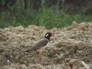 Photo of a beautiful, colorful pitta in the evening nature.