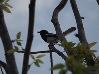 
Magpie perched on a tree