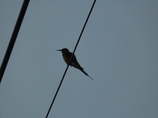 Evening photos of insect-eating birds