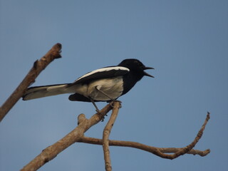 
The magpie perched on the tree was singing.