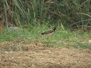 Camouflage of the pitta among the green grass