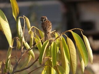 The brown sparrow sings in the treetops.