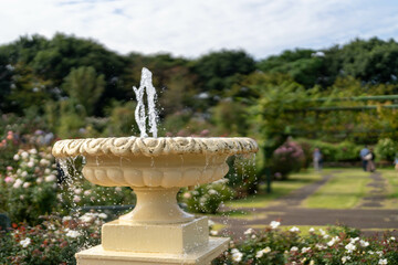 秋バラと噴水　バラ園