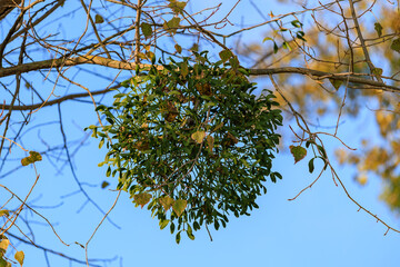 A small green plant is growing on a tree branch