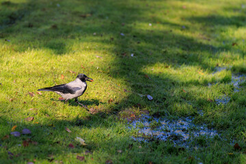 A bird is standing in the grass, looking for food