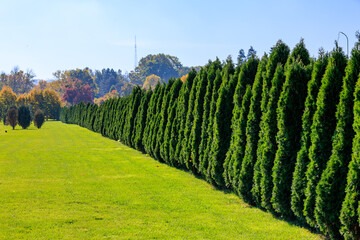 A row of evergreen trees is lined up along a field