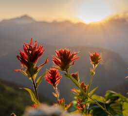 Paintbrush Blooms High In The Mountains Of Glacier