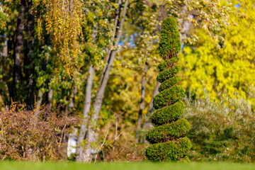 A small green tree with a spiral shape