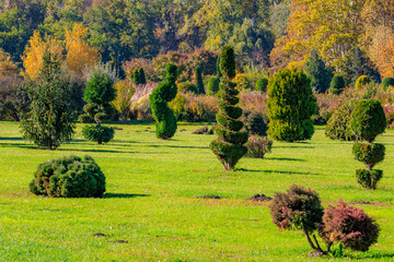 A field of trees with many different shapes and sizes
