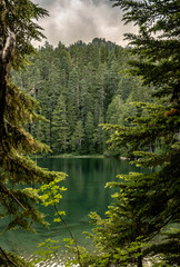 Pine Trees Open To Reveal The Green Water of Lake George