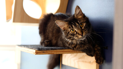 cat on perch