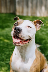 portrait of a dog