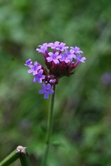 Purpletop verbena (Verbena bonariensis) flowers. A perennial plant of the Verbenaceae family native to South America. Small red-purple flowers bloom in cymes from summer to autumn.