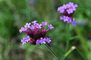 Purpletop verbena (Verbena bonariensis) flowers. A perennial plant of the Verbenaceae family native to South America. Small red-purple flowers bloom in cymes from summer to autumn.