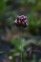 Purpletop verbena (Verbena bonariensis) flowers. A perennial plant of the Verbenaceae family native to South America. Small red-purple flowers bloom in cymes from summer to autumn.