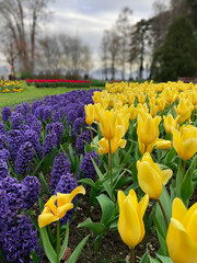 Field of yellow tulips and blue hyacinths, Flower garden in switzerland.