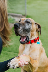 portrait of a dog shaking