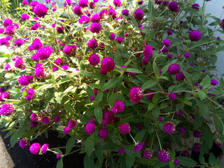 Globe amaranth purple flowers. Some of the flowers are caught in the morning sun.