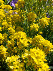 yellow flowers in the garden