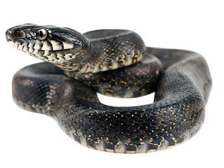 Obraz premium black snake with white scales on white background