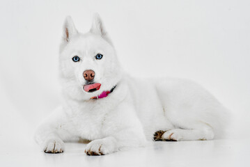 Naklejka premium Playful White Husky Licking Its Nose with Blue Eyes