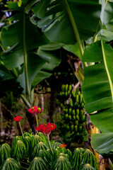 Lush Tropical Vegetation with Red Flowers and Banana Trees