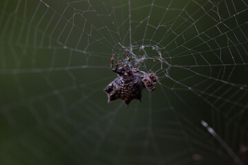 Close-Up of a Spiny Orb-Weaver Spider on a Delicate Web
