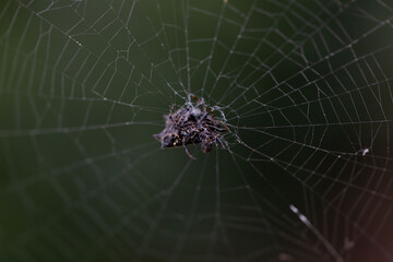 Macro Shot of a Spiny Orb-Weaver Spider on an Intricate Web