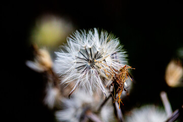 Close-Up of Dandelion-Like Seed Head with Delicate White Fluff