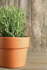 Aromatic rosemary plant in pot on wooden table, closeup