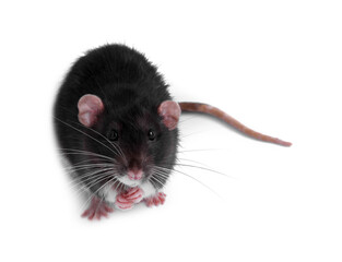 One rat on white background. Cute rodent