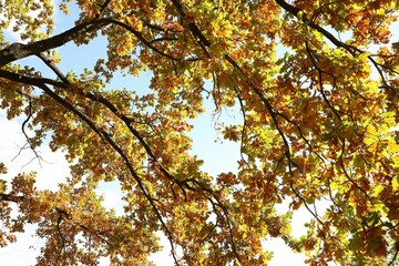 Beautiful tree with colorful leaves growing outdoors, bottom view