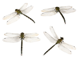 Dragonfly isolated on white, collage. Flying insect © New Africa