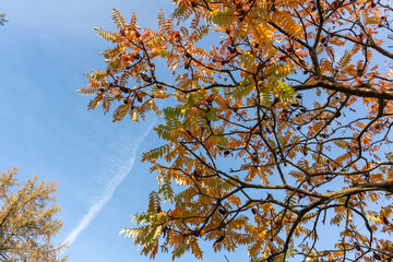 Colorful autumn leaves on tree branch against bright blue sky on a sunny day. Concept of seasonal beauty, transformation of nature and fall leaves.