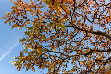 Autumn tree branches with bright yellow and orange leaves against clear blue sky. Embodiment of the beauty of seasonal transformation and warm colors of nature.