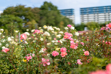 Fototapeta premium 青空とピンクと白の薔薇 秋バラ