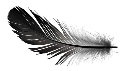 Obraz premium feathers on a white background