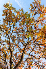 View of autumn tree branches with bright yellow and orange leaves against clear blue sky. Concept of seasonal changes, beauty of nature and autumn colors.