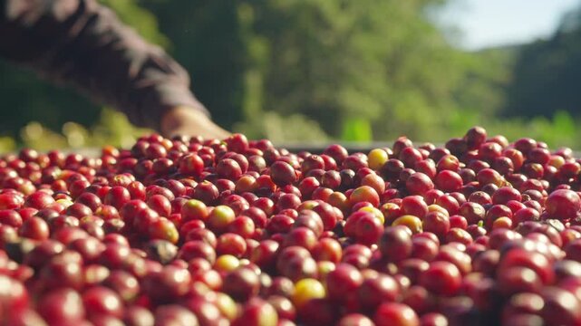 Asian man farmer removing red cherry coffee beans shell in shelling machine in coffee plantation. Farm worker growing and harvesting organic arabica coffee berries. Food and drink industry concept.