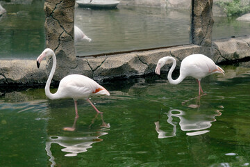 Portrait of Two Flamingos Walking on Water Lake With Mirror Glass at The Zoo