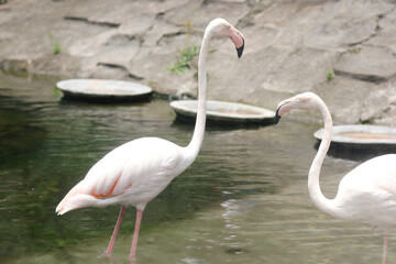 Portrait of Two Flamingos Stand on Water Lake
